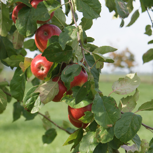 Image de POMME RADOUX HAUTE TIGE TBE 11KG - KG BIO