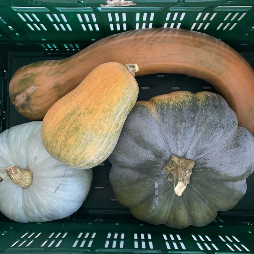 Image de COURGE MIXE BE 12KG - KG BIO