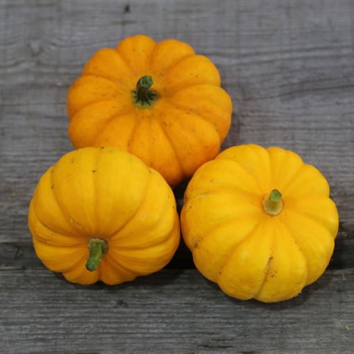 Image de COURGETTE SOUPE BE 5 KG - KG BIO