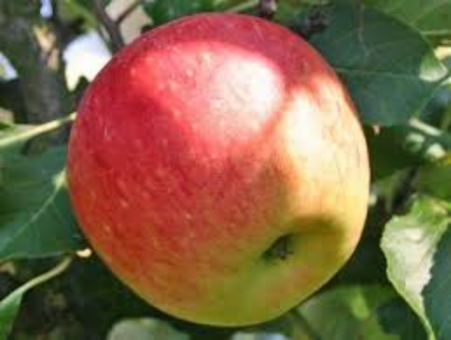 Image de POMME BOSKOOP TBE 6KG - KG BIO