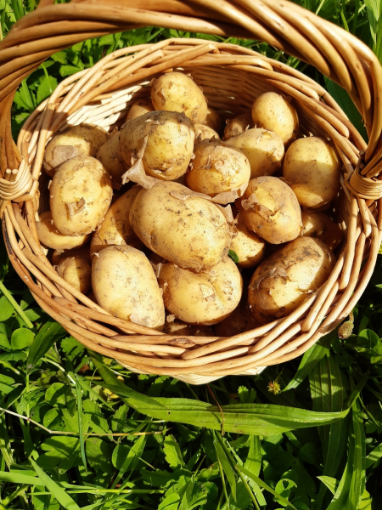 Image de PDT AGILA GRENAILLE BE 5KG - KG BIO