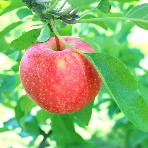 Image de POMME GALA TBE 11KG - KG BIO