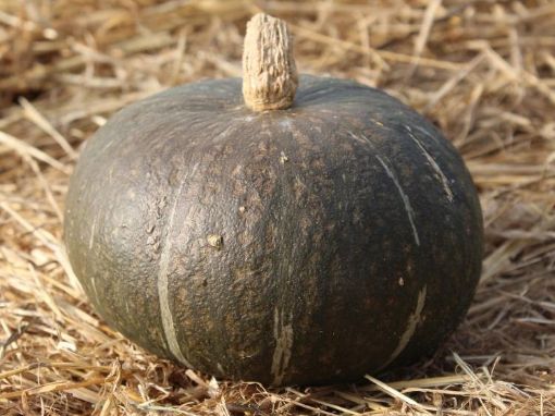 Image de POTIMARRON VERT BE 12KG - KG BIO