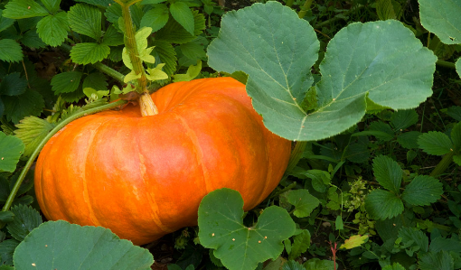 Image de POTIRON HALLOWEEN 12KG - KG BIO