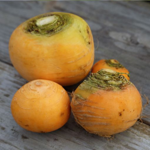 Image de NAVET JAUNE TBE 5KG - KG BIO