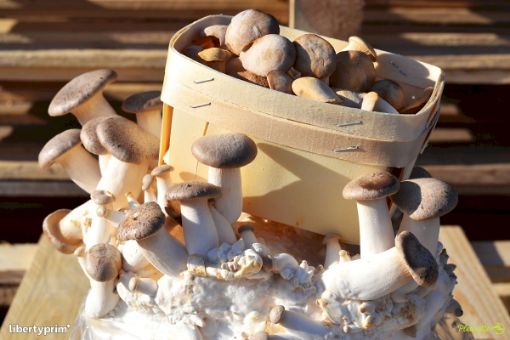 Image de CHAMPI ERINGII TBE 2KG - KG BIO