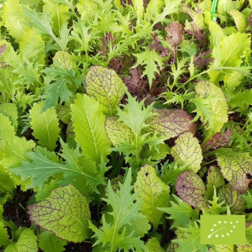 Image de JEUNE POUSSE ASIATIQUE BOTTE 10PC - PC BIO