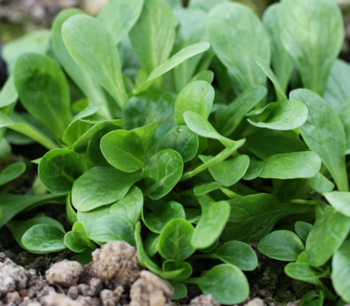 Image de SALADE DE BLE TBE 1KG - KG BIO