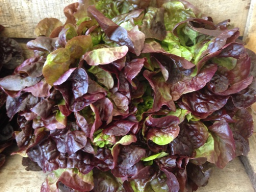 Image de SALADE CHENE ROUGE BE 8PC - PC BIO