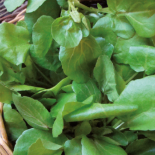 Image de CRESSON DE JARDIN BOTTE BE 10PC - PC BIO