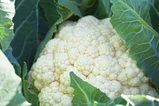 Image de CHOU FLEUR BE 8PC - PC BIO