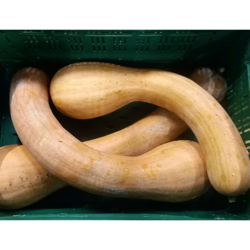 Image de COURGE LONGUE DE NICE BE 12KG - KG BIO