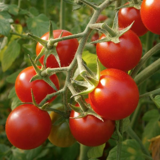 Image de TOMATE CERISE GRAPPE IT 3KG - KG BIO
