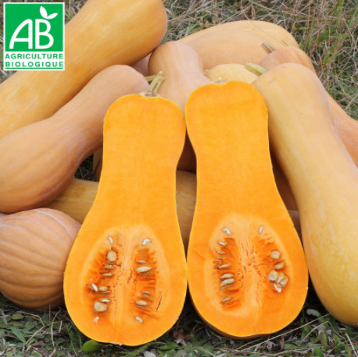 Image de COURGE BUTTERNUT GROS CALIBRE BE 12KG - KG BIO