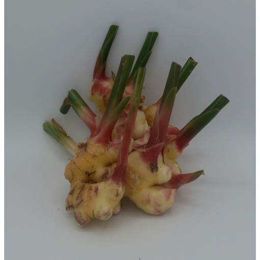 Image de GINGEMBRE FRAIS BE 2KG - KG BIO