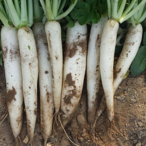 Image de RADIS BLANC DAICON TBE 5 KG - KG BIO