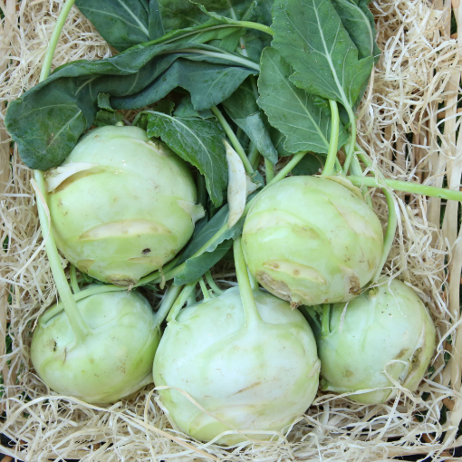 Image de CHOU RAVE VERT IT 18PC - PC BIO