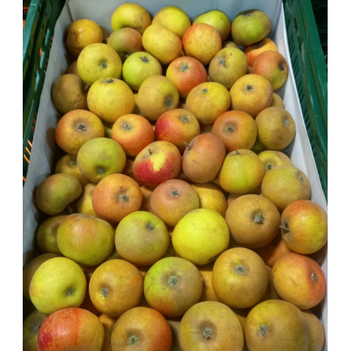 Image de POMME REINETTE DE FRACE TBE 11KG - KG BIO