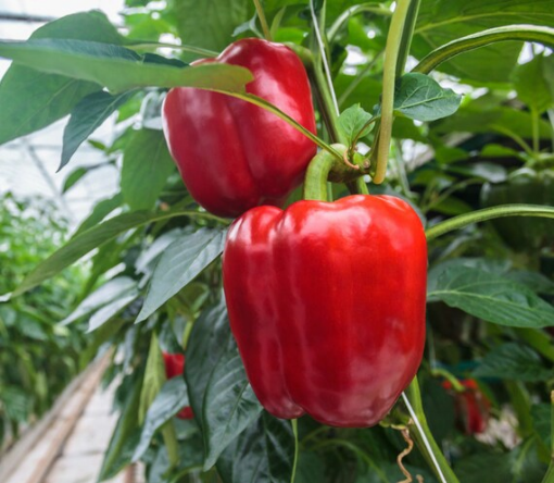 Image de POIVRON ROUGE ES 5KG - KG BIO