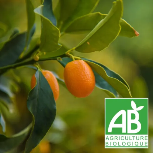 Image de KUMQUAT ES 2KG - KG BIO