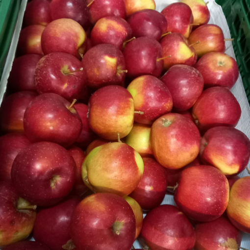 Image de POMME ELISE D'EGHEZEE BE 11KG - KG BIO