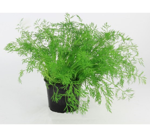 Image de ANETH 3 POT BE - POT BIO