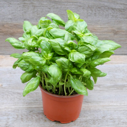 Image de BASILIC 3 POT BE - POT BIO