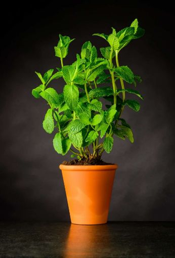 Image de MENTHE BE 3 POT - POT BIO