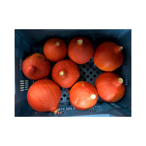 Image de POTIMARRON ORANGE PETIT CAL 4KG - KG BIO