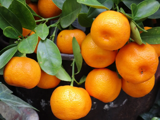 Image de MANDARINE NADORCOT IT 6KG - KG BIO
