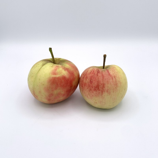 Image de POMME ELSTAR BE 11KG - KG BIO