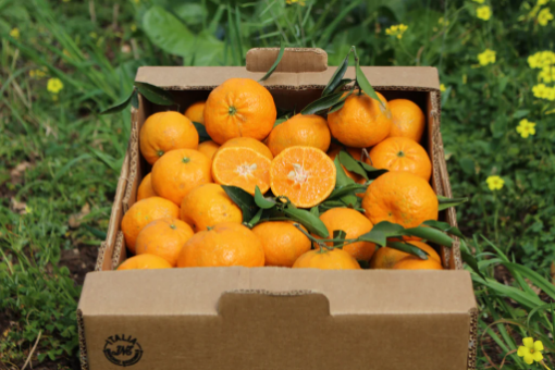 Image de MANDARINE CIACULLI IT 6KG - KG BIO