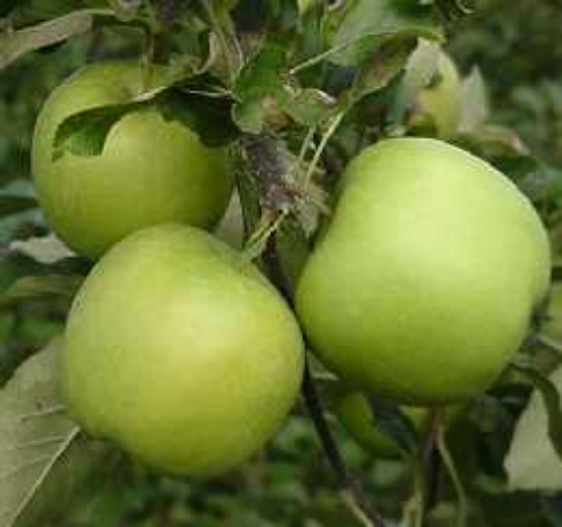 Image de POMME NICOGREEN LITEE TBE 6KG - KG BIO