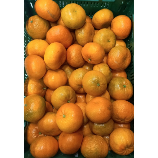Image de MANDARINE SANS PEPIN IT 6KG - KG BIO