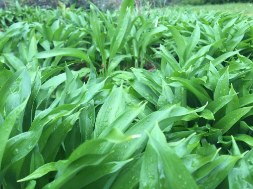 Image de AIL D'OURS  1KG - KG