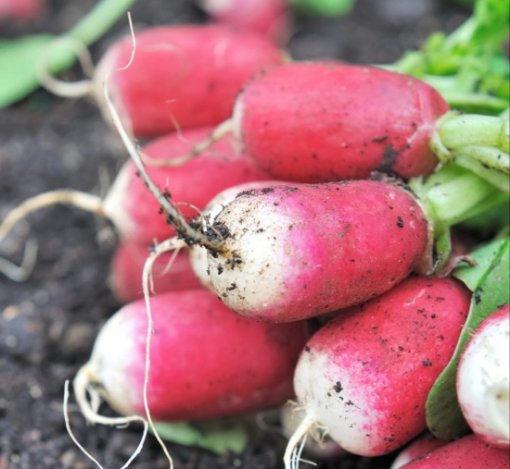 Image de RADIS ROSE BOTTE FR 12BT - BT BIO