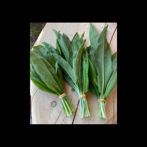 Image de AIL DES OURS FR 6BT - BT BIO