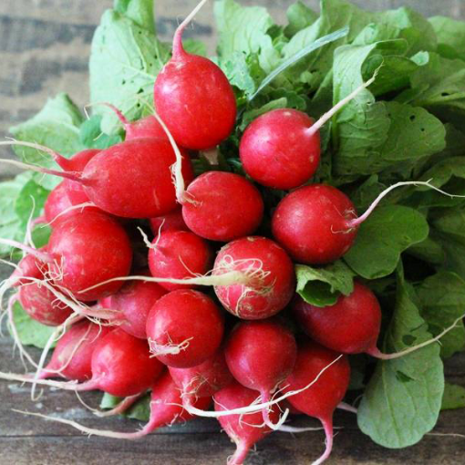 Image de RADIS ROUGE BOTTE BE 10PC - PC BIO