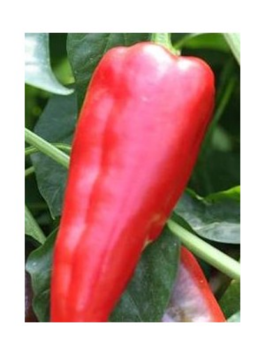 Image de POIVRON RAMIRO ROUGE IT 5KG - KG BIO