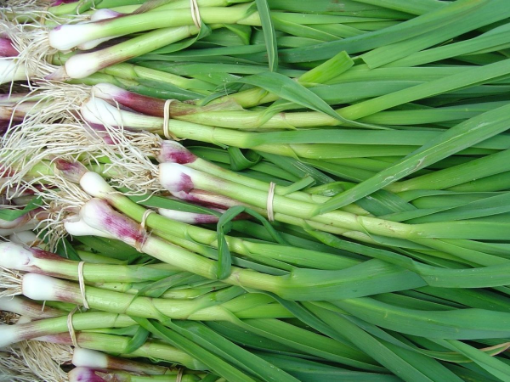 Image de AILLET BE 10PC - PC BIO