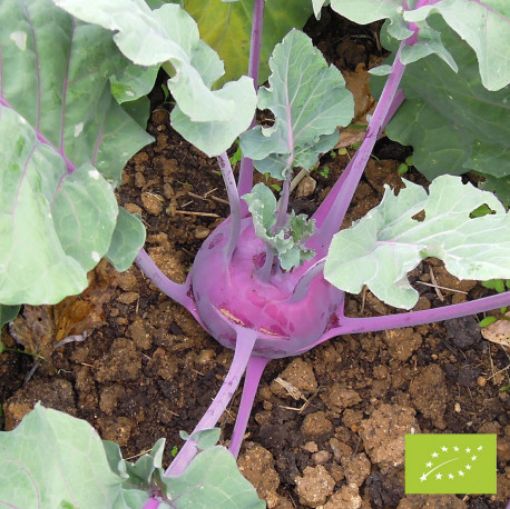 Image de CHOU RAVE VIOLET BE 18PC - PC BIO