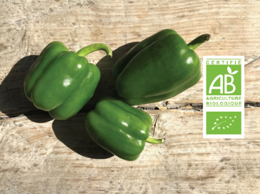 Image de POIVRON VERT BE 3 KG - KG BIO
