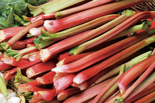 Image de RHUBARBE BELGE 10BT- BT be