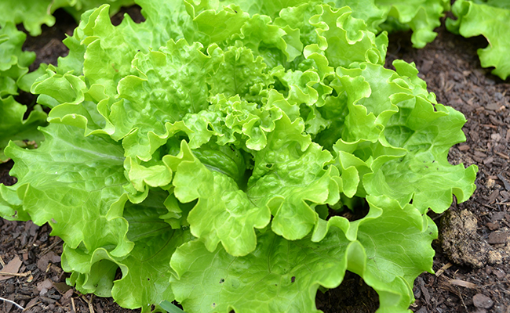 Image de SALADE BATAVIA BLONDE BE 6PC - PC BIO