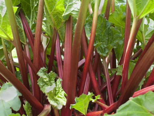 Image de RHUBARBE BE 5KG - KG BIO