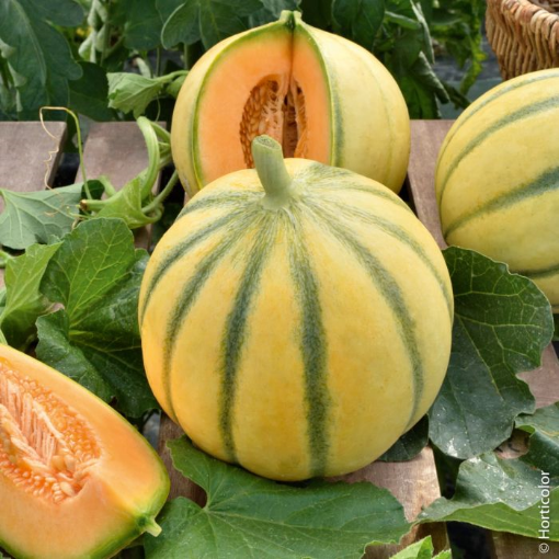 Image de MELON TYPE CHARENTAIS ES 7PC  - PC BIO