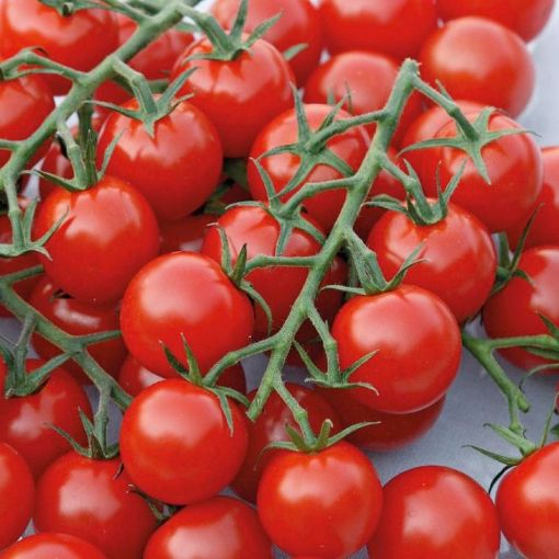Image de TOMATE COCKTAIL GRAPPE BE 3KG - KG BIO