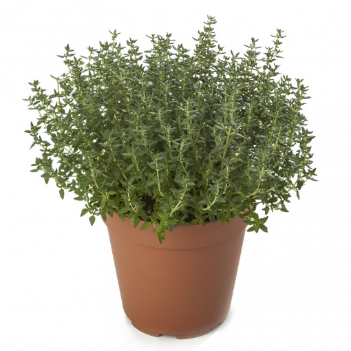 Image de THYM 3 POT BE - PC BIO