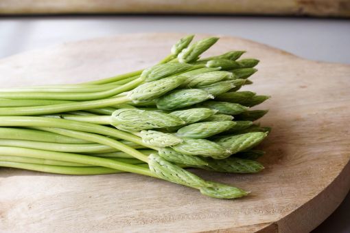 Image de ASPERGE SAUVAGE 10BT-BT pl