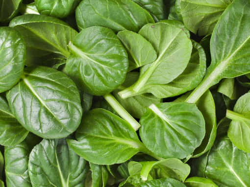 Image de JEUNE POUSSE EPINARD TBE 3KG - KG BIO
